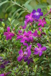 Ling Nan garden 24-01-2010 (19)