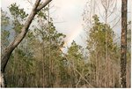arco iris
