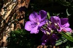 IMG_0249
