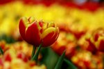 IMG_4204-1