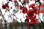 IMG_1268