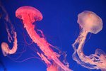 IMG_1306