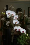 IMG_1165