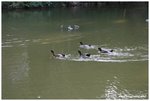 IMG_4911