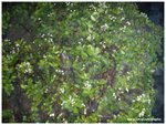 DSCN5445