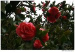 IMG_8737