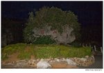 IMG_3046_20080522
