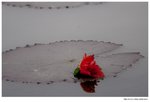 IMG_0611