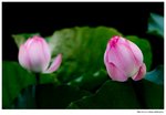 IMG_0622