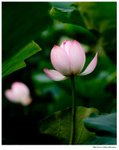 IMG_0746