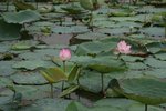 IMG_0517