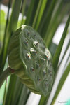 IMG_8118w