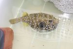 Arothron hispidus
20041122
