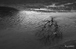 IMG_6430_20070618w