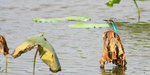 Common Kingfisher 普通翠鳥