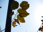 PC022071_m