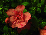 P3220860_m