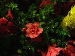 P3220864_m
