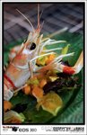 ~Scampi Salad~
�`�����s���F��
