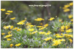 IMG_0634a