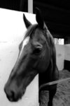 horse 001