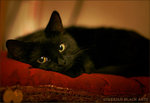 Onyx_by_ladymorgana