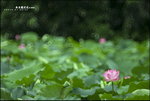 D20_7244f