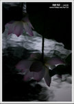 HAA_5434B