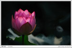 HAA_5481b
