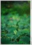 HAA_5615b