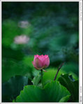 HAA_5622b