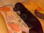 20070705428