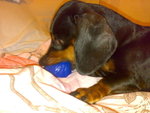 20070705431