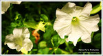 2009_03_21Hs17