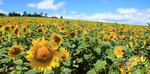 2008_07_26Ht01