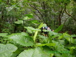 IMGP0011