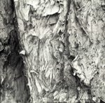 Pentacon 6TL   Carl Zeiss Jena Sonnar MC 180/2,8+macro extension    Lucky100  �d�h�� Paperbark in Hong Kong Chinese University




