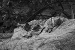 Canon 20D + Vöigtlander Color-Dynarex 135/4 @ ���n����