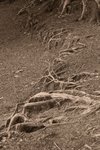 IMG_5116-01bw
