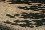 IMG_4200