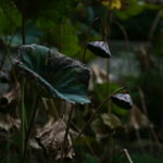IMG_4615