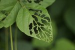 
Caterpillar