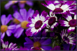 1D4_9968