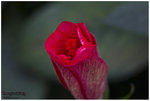 1D4_6377