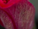 1D4_6377b