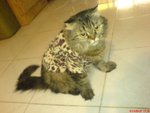 ����~�f�f