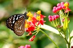 IMG_0541e-