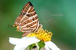 IMG_0605e1-