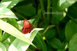 IMG_0654e1-