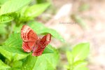 IMG_0657e1-